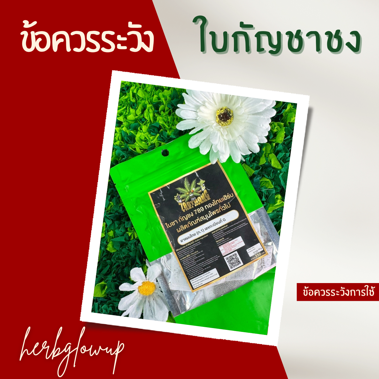 ข้อควรระวังการใช้ใบกัญชาชง