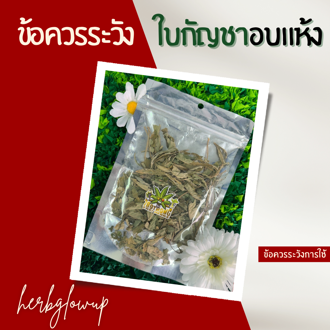 ข้อควรระวังการใช้ใบกัญชาอบแห้ง
