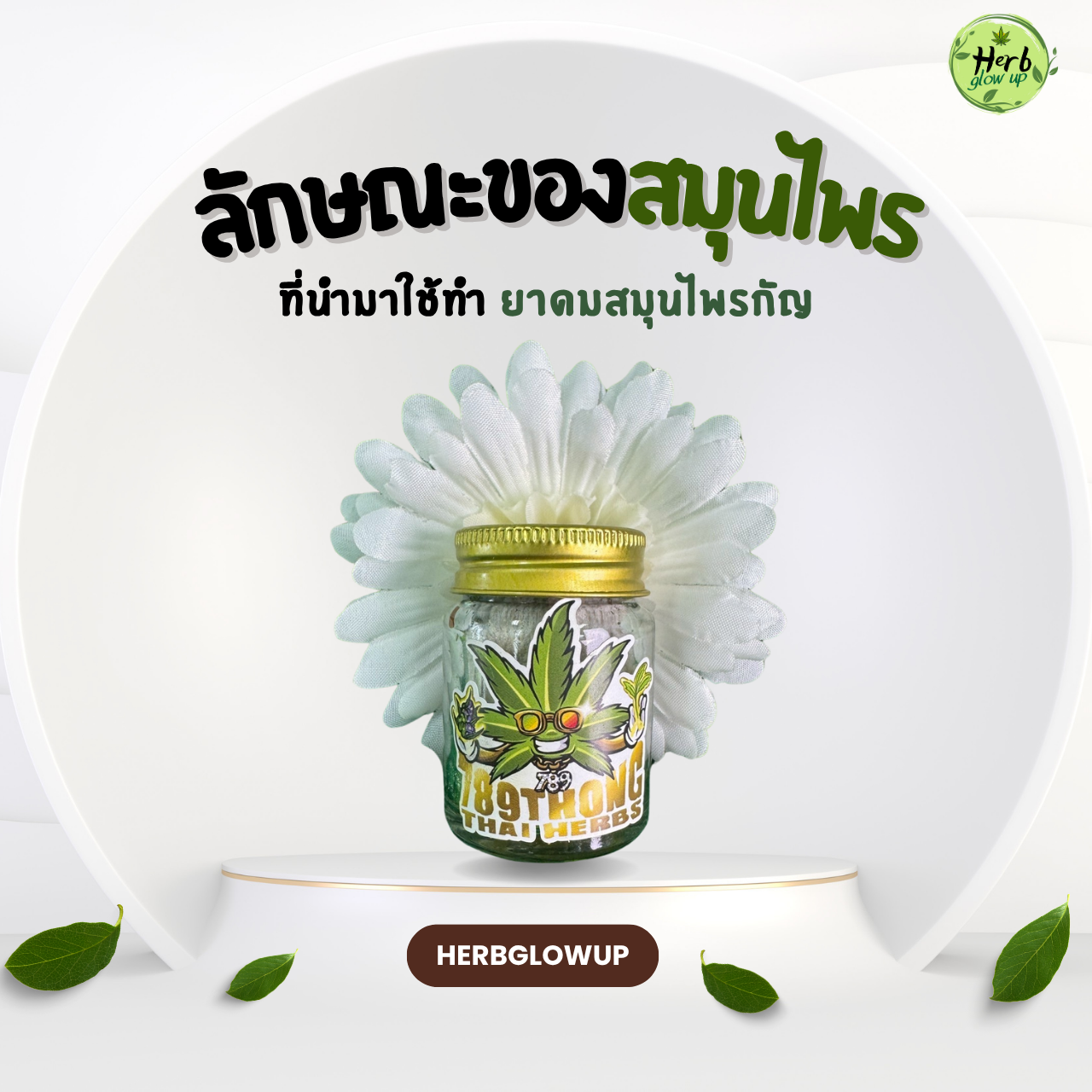 ลักษณะของสมุนไพรที่นำมาทำ ยาดมสมุนไพรกัญ