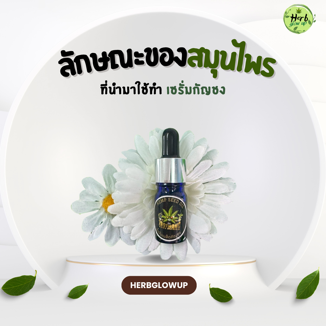 ลักษณะของสมุนไพรที่นำมาทำ เซรั่มกัญชง