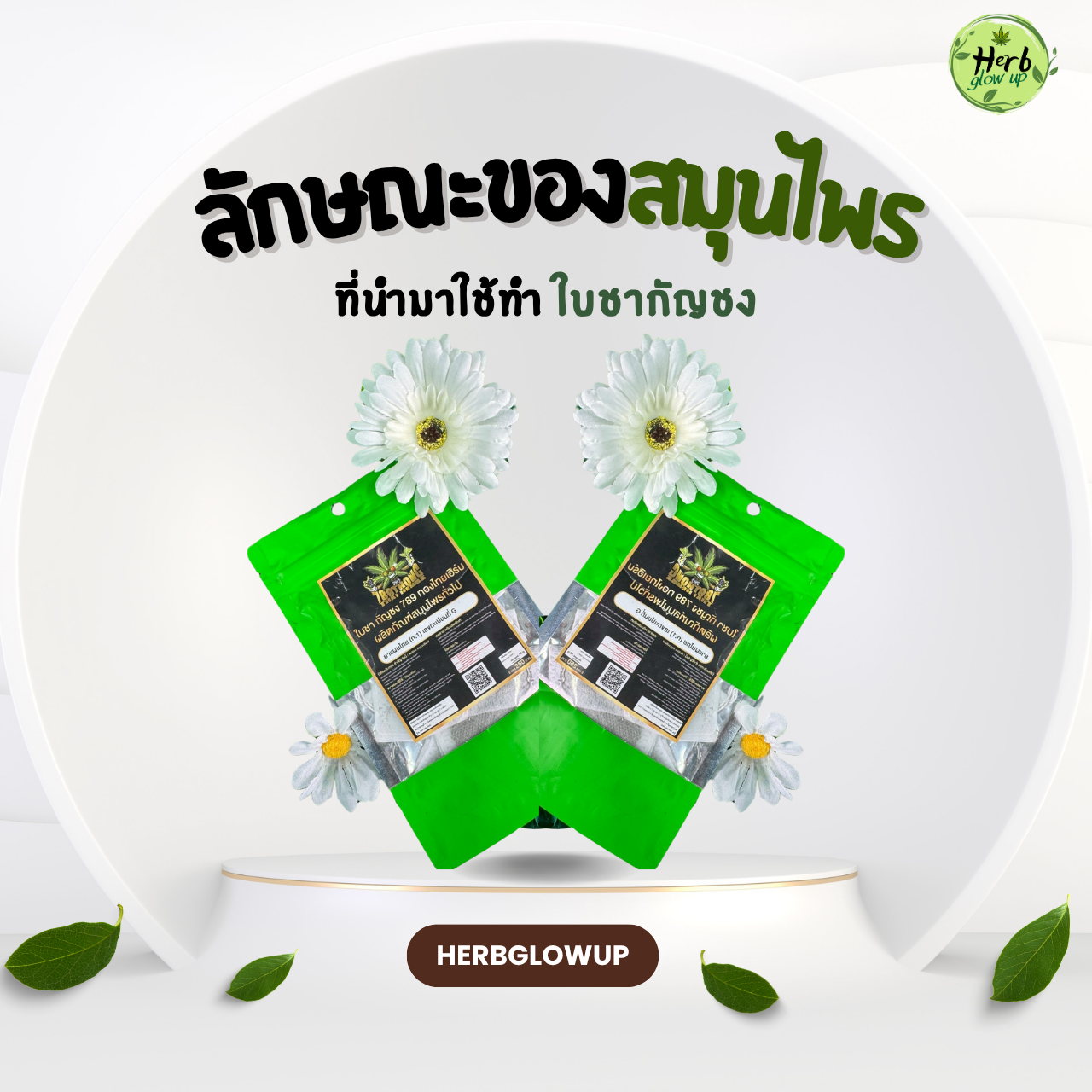 ลักษณะของสมุนไพรที่นำมาทำ ใบชากัญชง