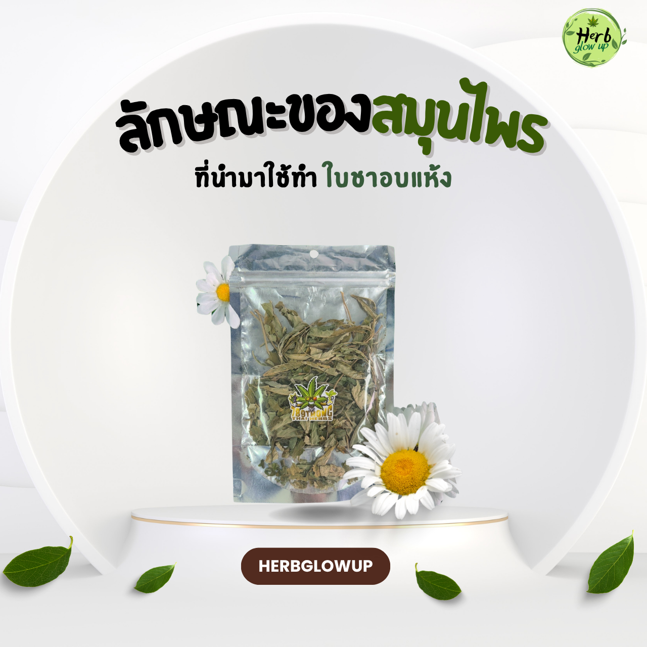 ลักษณะของสมุนไพรที่นำมาทำ ใบชาอบแห้ง