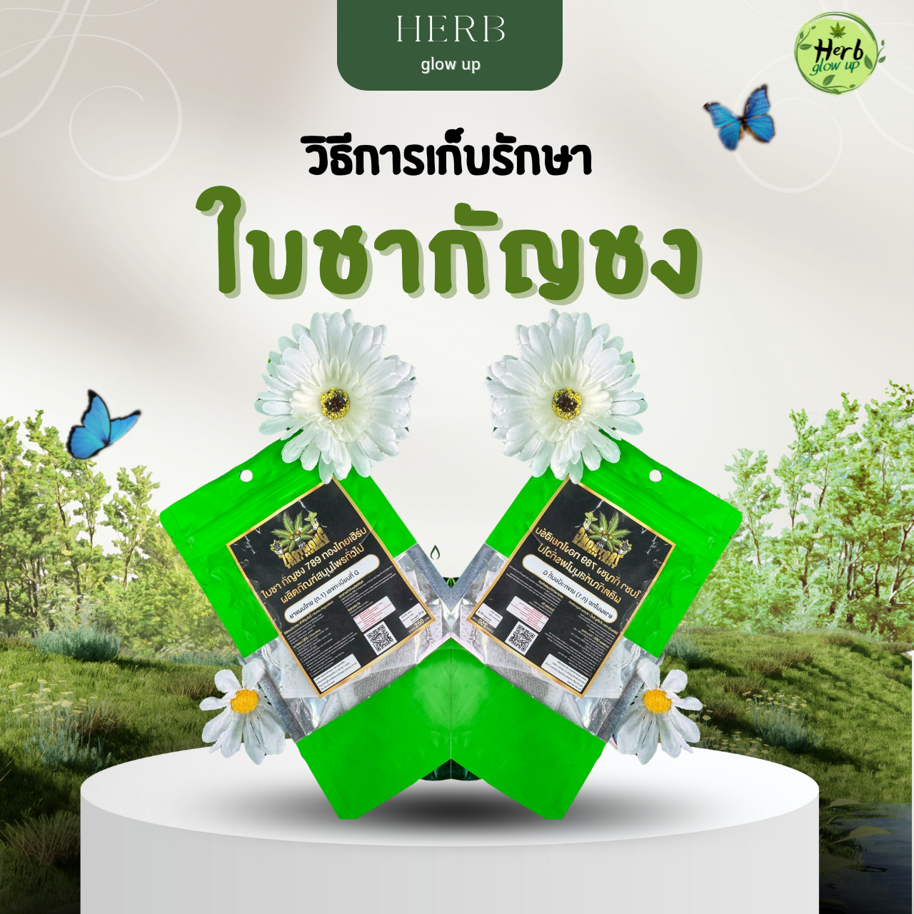 วิธีการเก็บรักษาใบชากัญชง